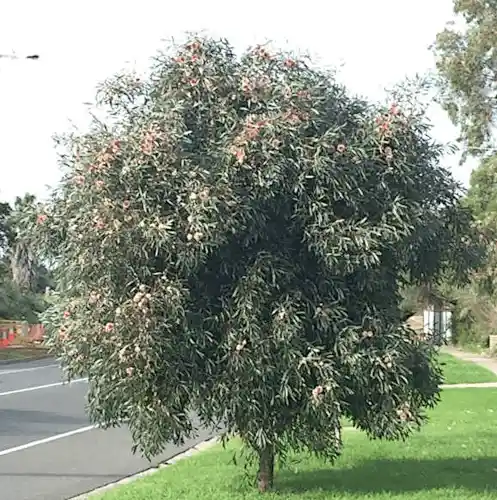 Hakea laurina (Pincushion Hakea) tree form