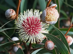 Hakea laurina (Pincusion Hakea) flower and buds