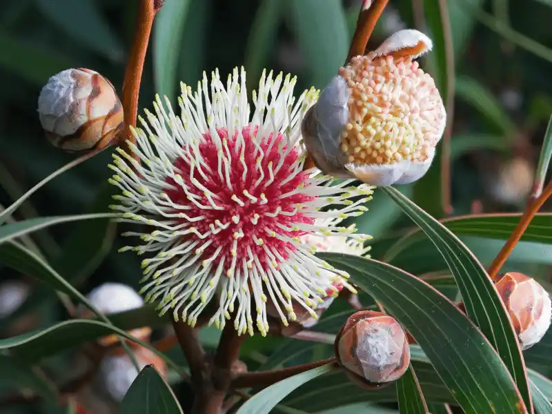 Hakea laurina (Pincusion Hakea) flower and buds