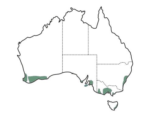 Hakea laurina (pincushion Hakea) main distribution