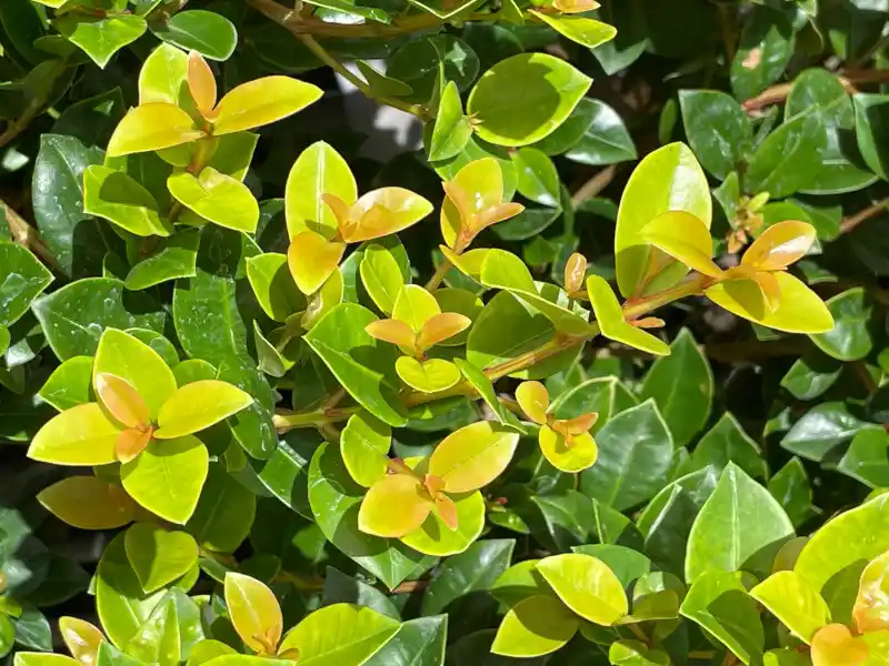 Lilly Pilly Hedge