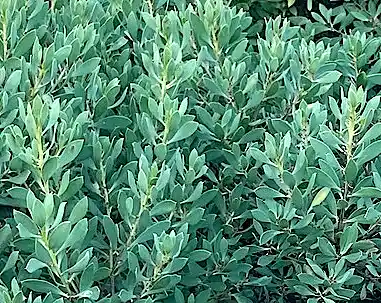 Myoporum insulare (Common Boobialla) shrub
