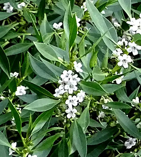 Myoporum insulare (Common Boobialla) flowers