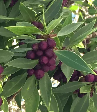 Myoporum insulare (Common Boobialla) fruit