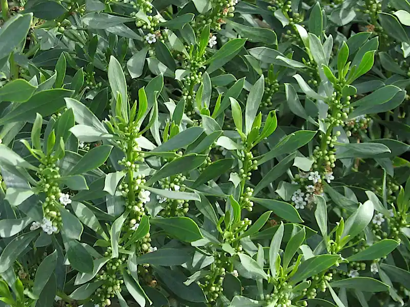 Myoporum insulare (Common Boobialla)
