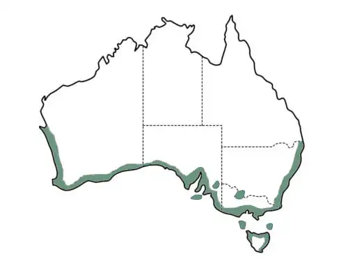 Myoporum insulare main distribution