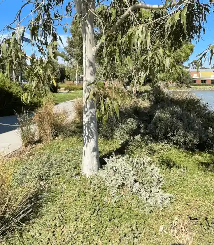 Myoporum parvifolium (Creeping Boobialla) around the gum tree