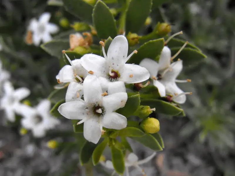 Myoporum parvifolium (Creeping Boobialla) flowers