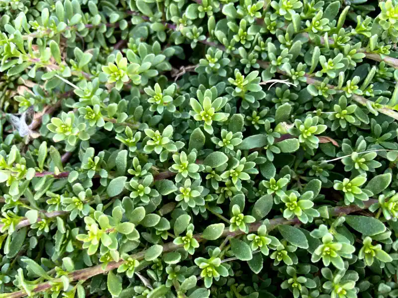 Myoporum parvifolium (Creeping Boobialla)