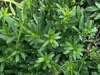 Myoporum parvifolium (Creeping Boobialla) leaves