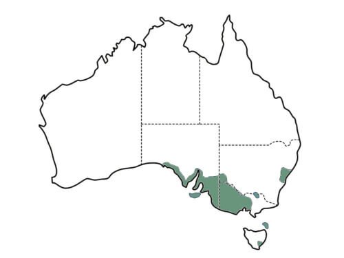 Myoporum parvifolium (Creeping Boobialla) main distribution