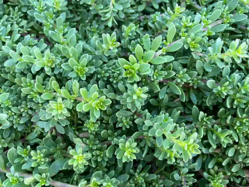Myoporum parvifolium (Creeping Boobialla)