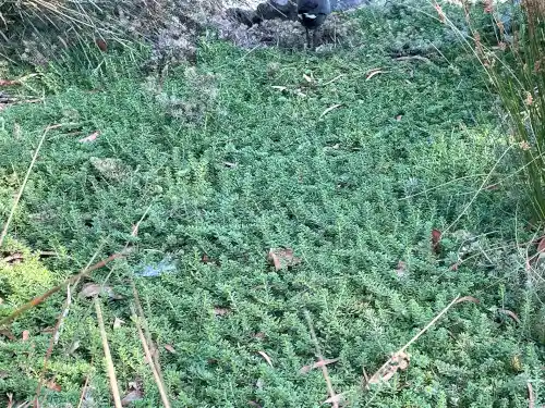 Myoporum parvifolium as lawn substitute