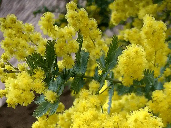 Acacia baileyana (Cootamundra Wattle) blossoms