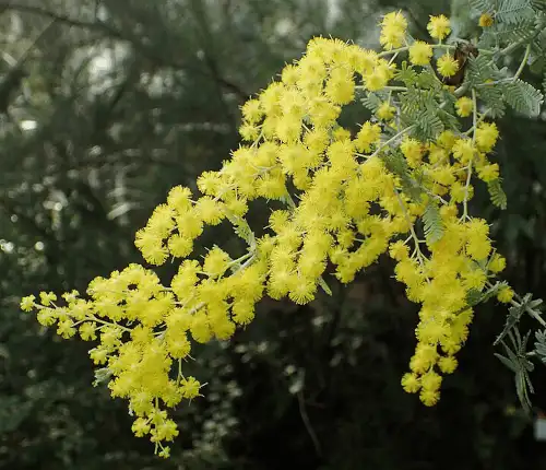 Acacia baileyana (Cootamundra Wattle) flowers