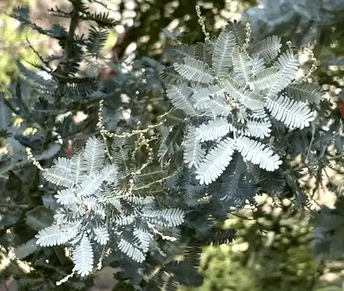 Acacia baileyana (Cootamundra Wattle) foliage
