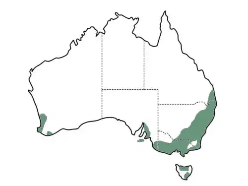 Acacia baileyana (Cootamundra Wattle) main distribution