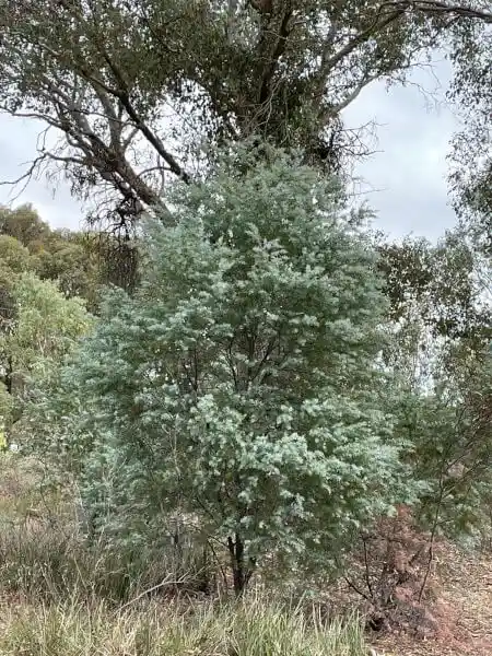 Acacia baileyana (Cootamundra Wattle)