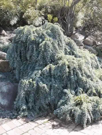 Acacia baileyana 'Prostrate'