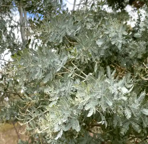 Acacia baileyana(Cootamundra Wattle) foliage