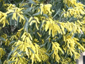 Acacia binervia (Coast Myall) flowers