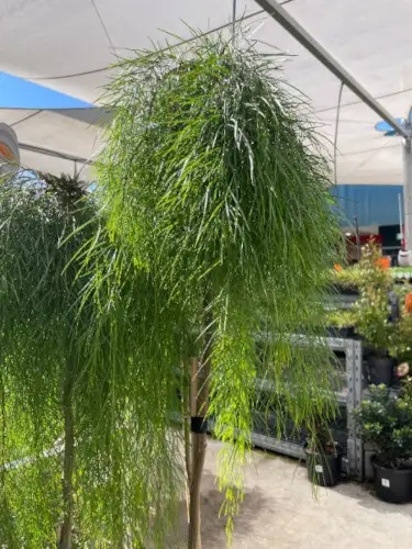 Acacia cognata 'Waterfall'