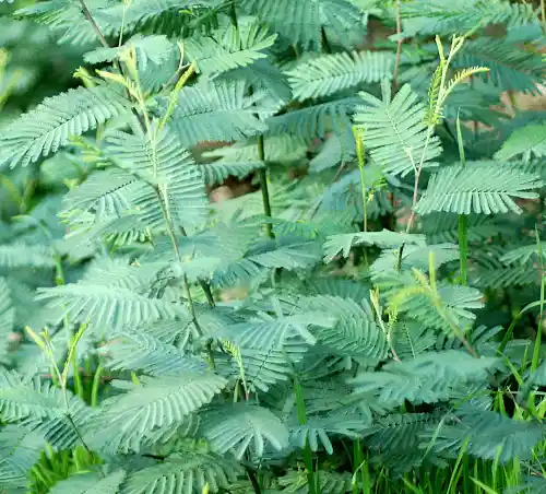 Acacia dealbata (Silver Wattle) blue-green foliage