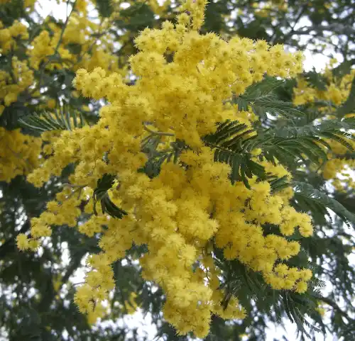 Acacia dealbata (Silver Wattle) flowers