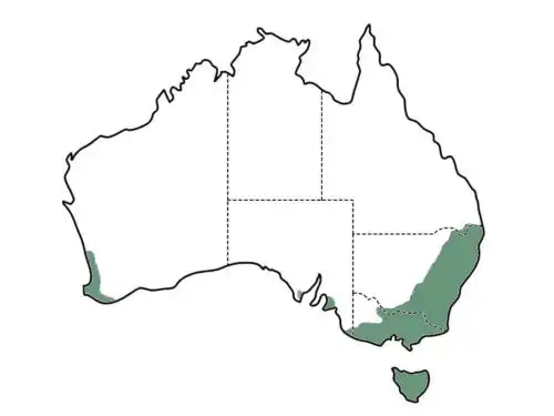 Acacia dealbata (Silver Wattle) main distribution