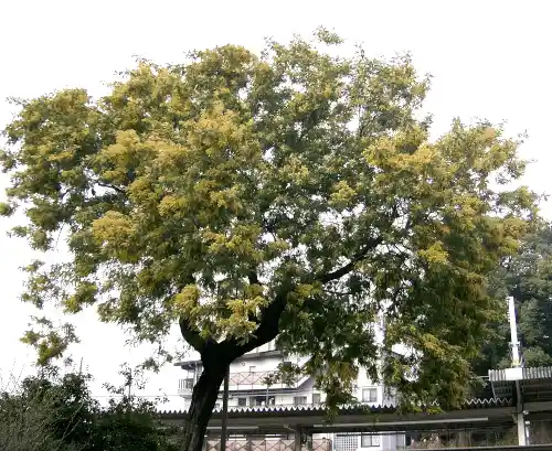 Acacia dealbata (Silver Wattle) tree canopy