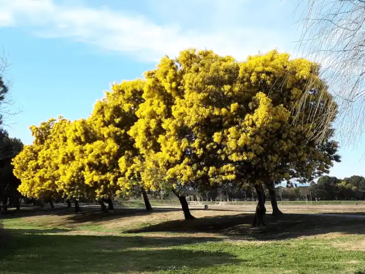 Acacia dealbata (Silver Wattle) tree row