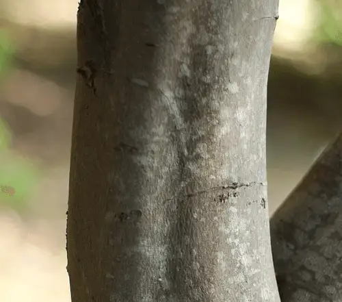 Acacia dealbata (Silver Wattle) trunk