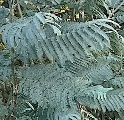 Acacia dealbata (Siver Wattle) silver-blue foliage