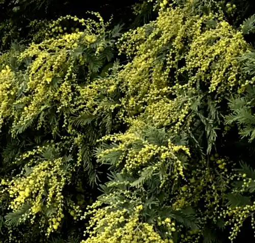 Acacia dealbata cascading foliage and blossoms