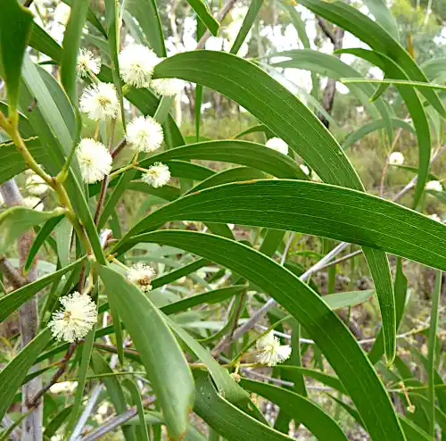 Acacia implexa (Hickory Wattle)