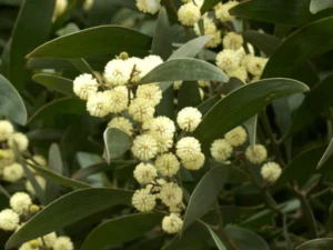 Acacia melanoxylon (Blackwood) foliage and blossoms