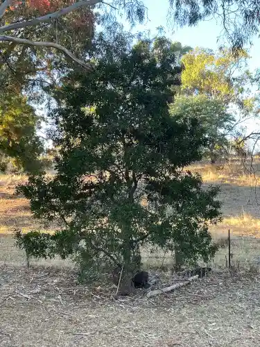Acacia melanoxylon (Blackwood) in small tree form