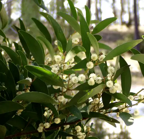 Acacia melanoxylon (Blackwood) leaves and flowers