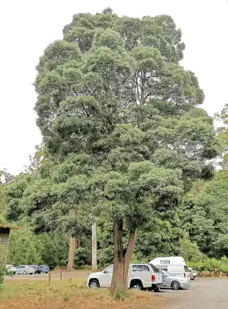 Acacia melanoxylon (Blackwood) majestic tree form
