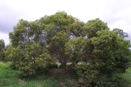 Acacia melanoxylon (Blackwood) shrub form