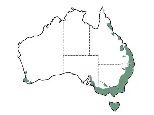 Acacia melanoxylon main distribution