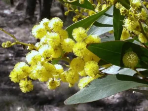 Acacia pycnantha (Gold Wattle) blossoms