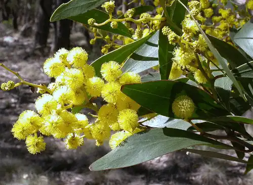 Acacia pycnantha (Golden Wattle) flowers and foliage