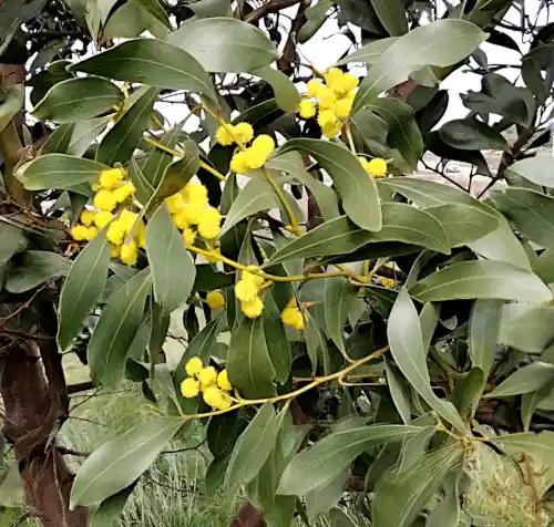 Acacia pycnantha (Golden Wattle) foliage and flowers