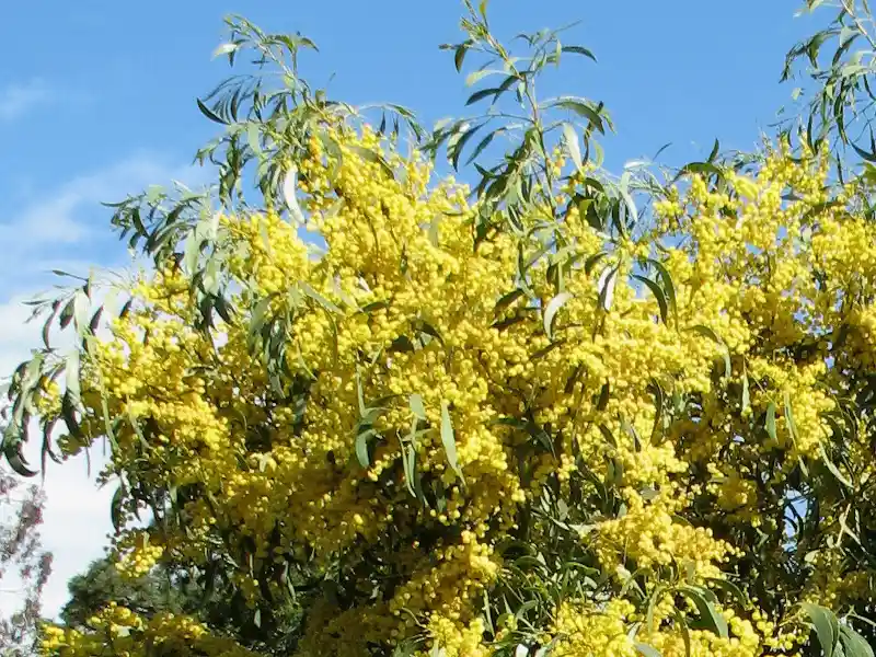 Acacia pycnantha (Golden Wattle) in bloom