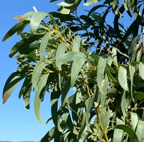 Acacia pycnantha (Golden Wattle) lush foliage