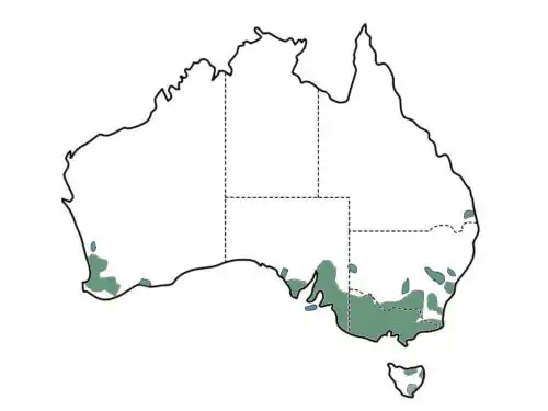 Acacia pycnantha (Golden Wattle) main distribution