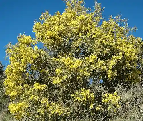 Acacia pycnantha (Golden Wattle) shrub form