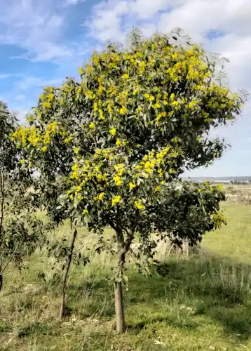 Acacia pycnantha (Golden Wattle) tree form