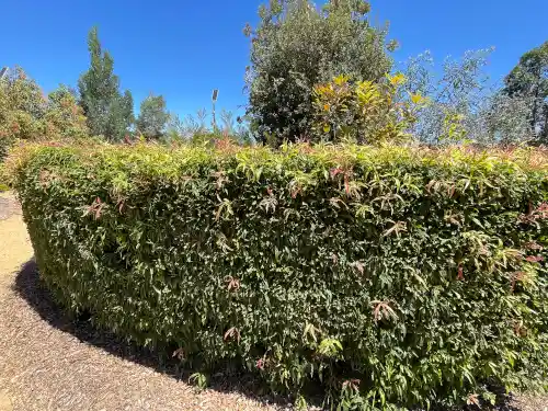 Callistemon 'Great Balls of Fire'